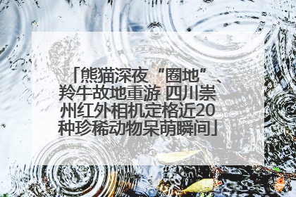 熊猫深夜“圈地”、羚牛故地重游 四川崇州红外相机定格近20种珍稀动物呆萌瞬间