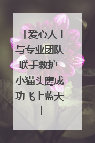 爱心人士与专业团队联手救护 小猫头鹰成功飞上蓝天