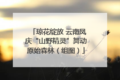 琼花绽放 云南凤庆“山野精灵”舞动原始森林（组图）