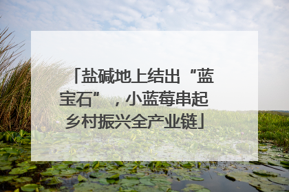 盐碱地上结出“蓝宝石”，小蓝莓串起乡村振兴全产业链