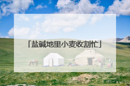 盐碱地里小麦收割忙