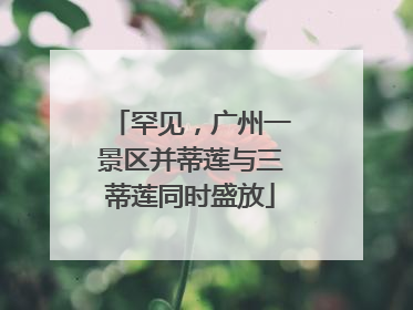 罕见，广州一景区并蒂莲与三蒂莲同时盛放