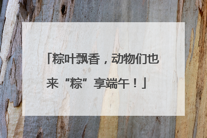 粽叶飘香，动物们也来“粽”享端午！