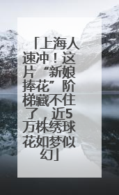 上海人速冲！这片“新娘捧花”阶梯藏不住了，近5万株绣球花如梦似幻