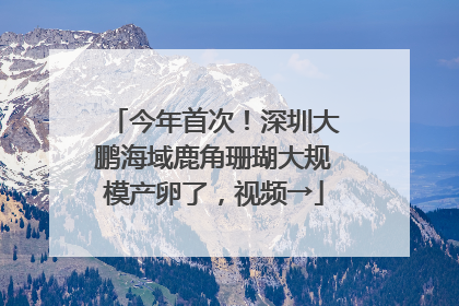 今年首次！深圳大鹏海域鹿角珊瑚大规模产卵了，视频→