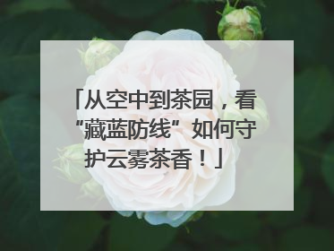 从空中到茶园，看“藏蓝防线”如何守护云雾茶香！