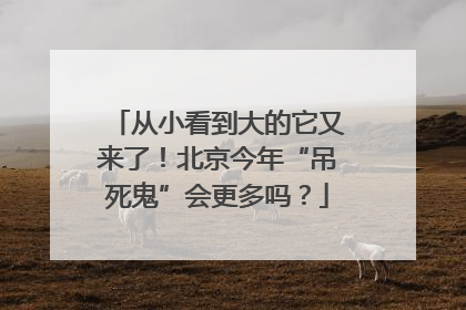 从小看到大的它又来了！北京今年“吊死鬼”会更多吗？