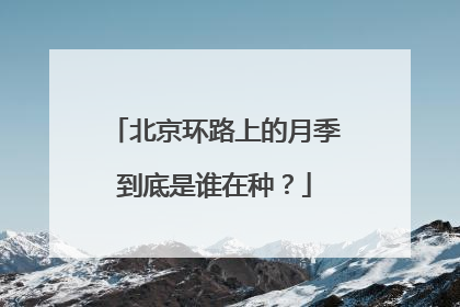 北京环路上的月季到底是谁在种？