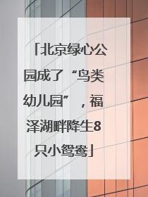 北京绿心公园成了“鸟类幼儿园”，福泽湖畔降生8只小鸳鸯