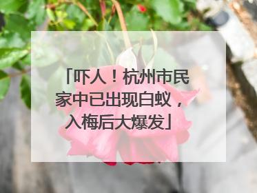 吓人！杭州市民家中已出现白蚁，入梅后大爆发