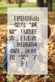 四川乐山一鸵鸟“越狱”马路狂奔，目击者：时速超40码，还对我“笑”了下