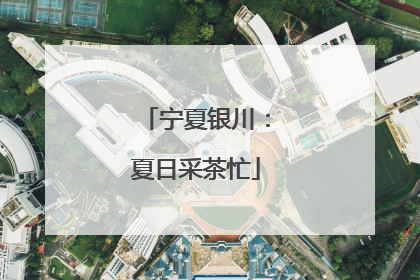 宁夏银川：夏日采茶忙