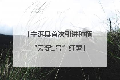 宁洱县首次引进种植“云淀1号”红薯