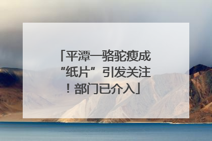 平潭一骆驼瘦成“纸片”引发关注！部门已介入