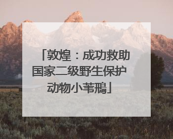 敦煌：成功救助国家二级野生保护动物小苇鳽