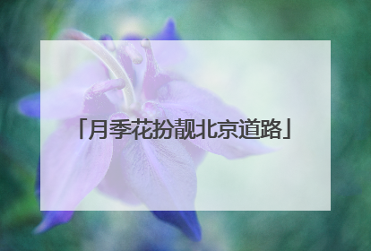月季花扮靓北京道路