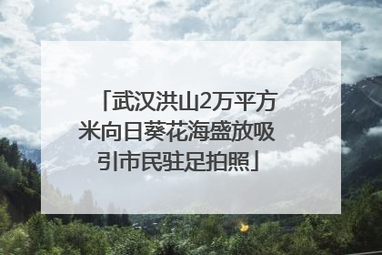 武汉洪山2万平方米向日葵花海盛放吸引市民驻足拍照