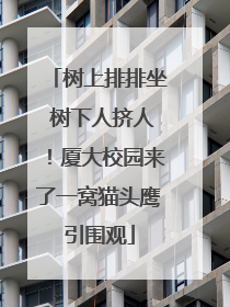 树上排排坐 树下人挤人！厦大校园来了一窝猫头鹰引围观