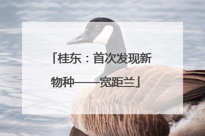 桂东：首次发现新物种——宽距兰