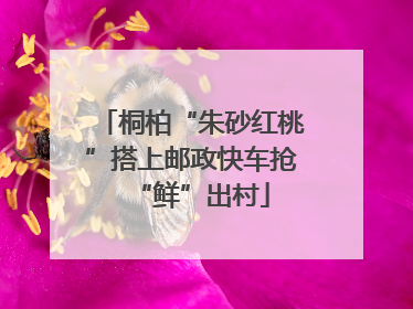 桐柏“朱砂红桃”搭上邮政快车抢“鲜”出村
