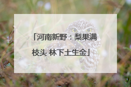 河南新野：梨果满枝头 林下土生金