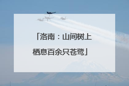 洛南：山间树上栖息百余只苍鹭