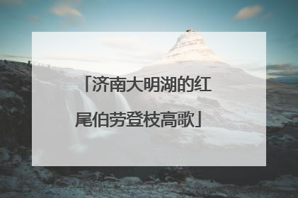 济南大明湖的红尾伯劳登枝高歌