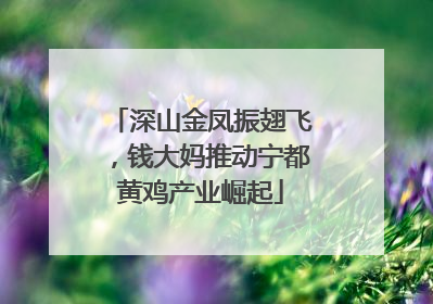 深山金凤振翅飞，钱大妈推动宁都黄鸡产业崛起