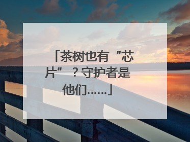 茶树也有“芯片”？守护者是他们……