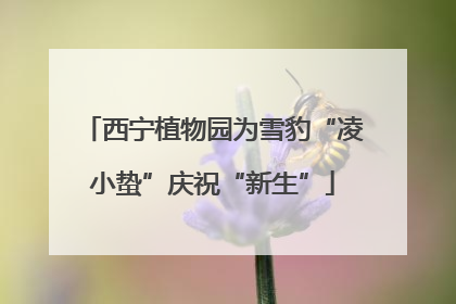 西宁植物园为雪豹“凌小蛰”庆祝“新生”