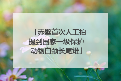 赤壁首次人工拍摄到国家一级保护动物白颈长尾雉