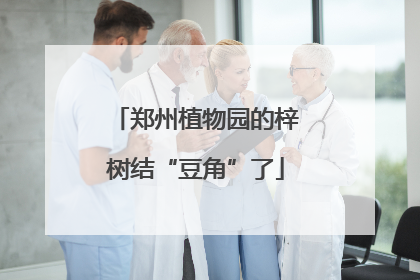 郑州植物园的梓树结“豆角”了