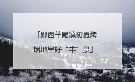 郧西羊尾镇初夏烤烟地里好“丰”景