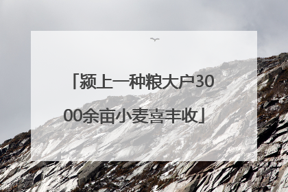 颍上一种粮大户3000余亩小麦喜丰收