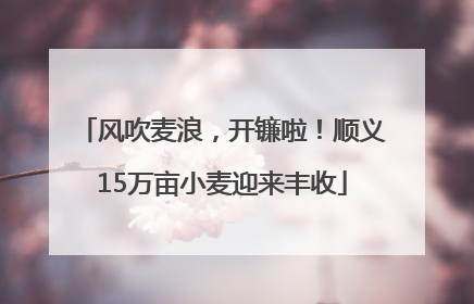 风吹麦浪，开镰啦！顺义15万亩小麦迎来丰收