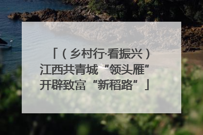 （乡村行·看振兴）江西共青城“领头雁”开辟致富“新稻路”