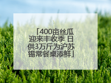 400亩丝瓜迎来丰收季 日供3万斤为沪苏锡常餐桌添鲜